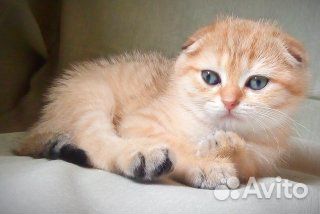 Золотая шиншилла. котики Золотая шиншилла. котики