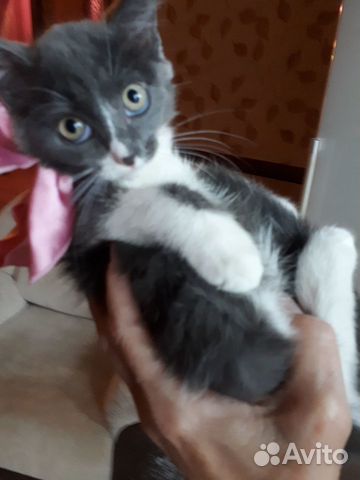 Котенок ищет дом Котенок ищет дом