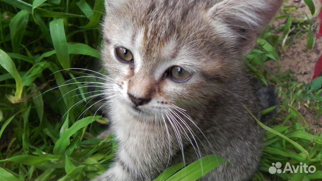 Котята метисы скоттиш страйт