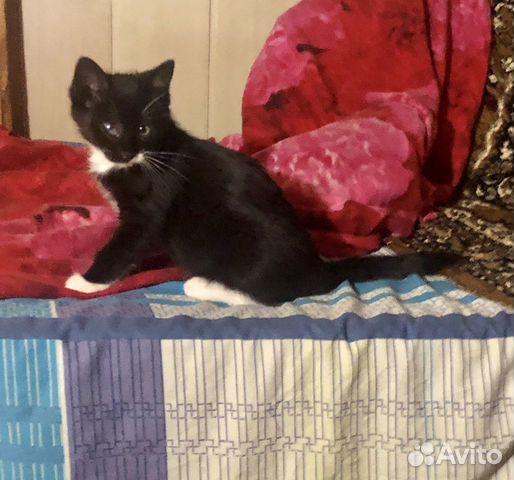 Котята в добрые руки Котята в добрые руки