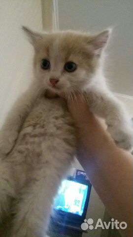 Котенок в добрые руки Котенок в добрые руки