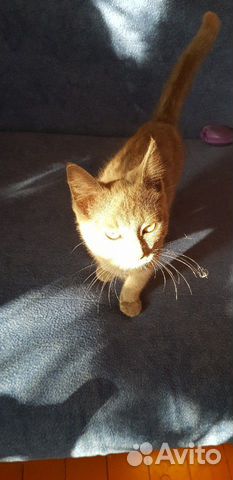 Котёнок в добрые руки Котёнок в добрые руки