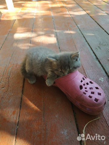 Котенок метис шотландский вислоухий