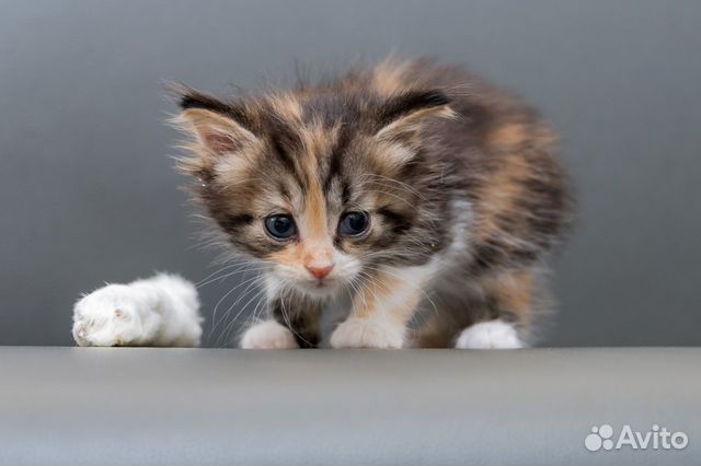 Котенок Анфиса Котенок Анфиса