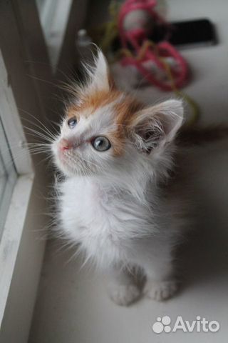 Котенок мальчик в добрые руки Котенок мальчик в добрые руки