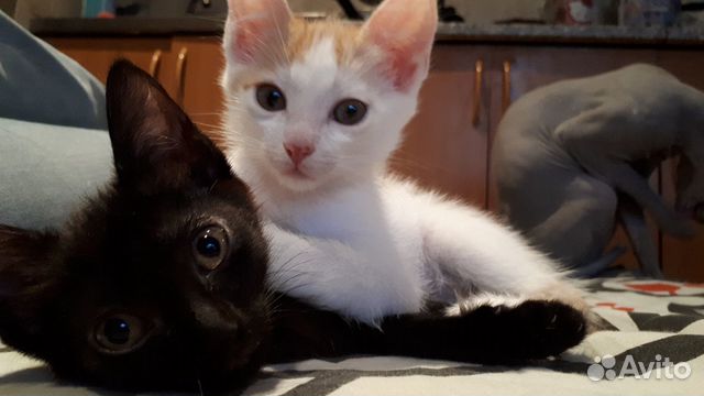 Котят в добрые руки Котят в добрые руки