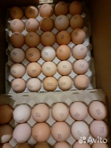 Инкубационное яйцо кобб.500 Испания купить на Зозу.ру - фотография № 2
