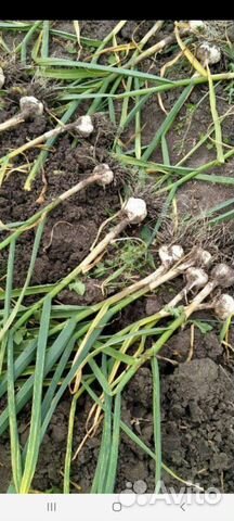 Сортовой Эко Чеснок Любаша,Добрыня,Харьковский фио