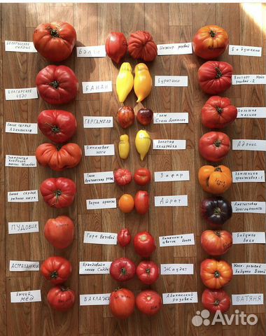 Продам томат семена витекс священный семенами