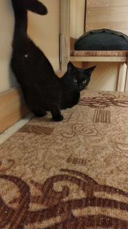 Кошечка Фьюри