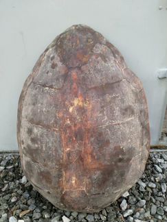 Панцирь черепахи