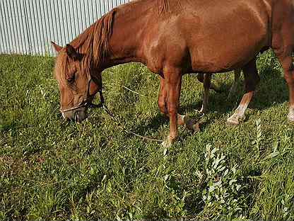 авито тюмень лошадь