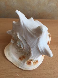 Раковина морская большая