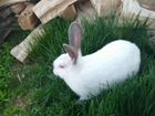 Калифорнийский кролик объявление продам