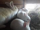 Крольчата с мамой