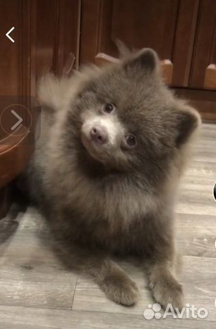 Шпиц лиловый Красавец