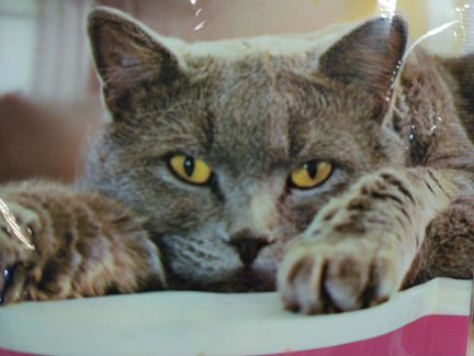 Ветеринар. Кастрация на дому