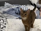 Абиссинская кошка ищет жениха объявление продам