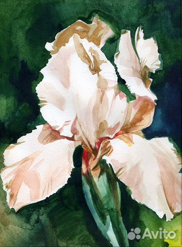 Ирис. Картины,акварель