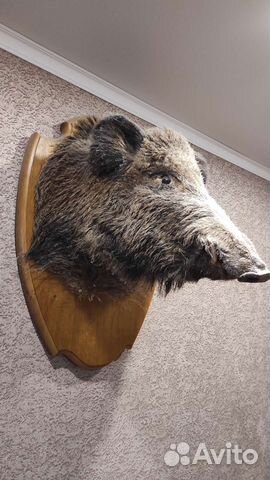 Чучело головы кабана