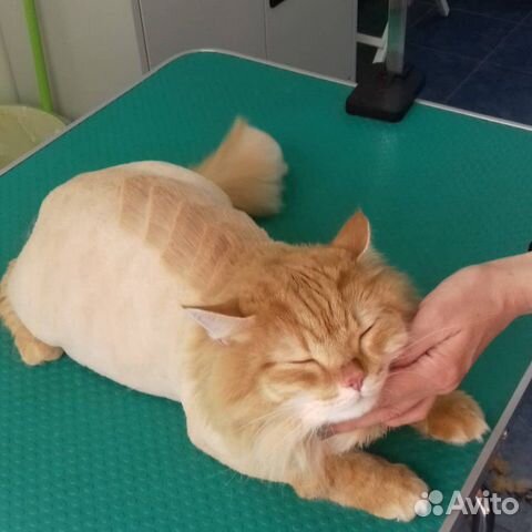 Груминг (стрижка кошек и собак)