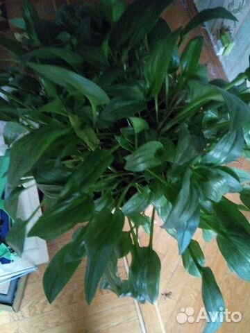 Дримиопсис в подарок вазон с автополив Испания