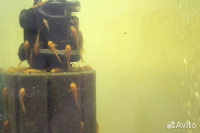 Анциструсы