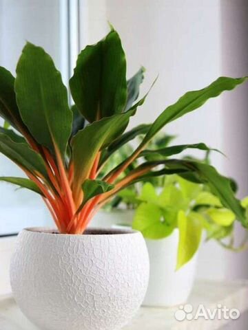 Хлорофитум Оранж