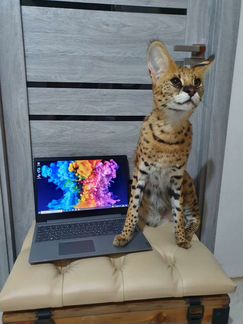 Современный ноутбук 2020года ssd 512, oзу ddr4 8гб