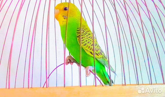 Попугай Молодой