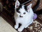 Котенок с сердечком 1,5 месяца Сэр Чарльз объявление продам