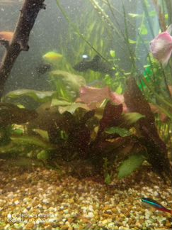 Аквариумные рыбки и растения