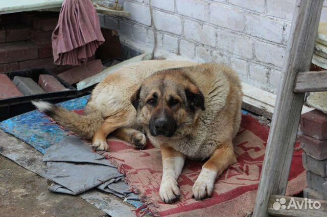 Собака в добрые руки