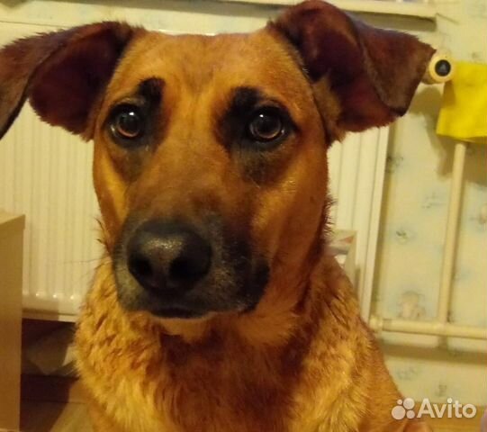 Нала, небольшая молодая собачка