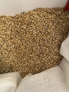 Ячмень урожай 2023