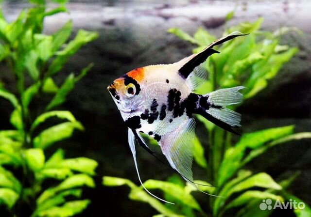 Скалярия манакапуру, дантум альбино, Рио-Нанай