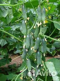 Суперраннего огурца Mysson F1 Sakata япония