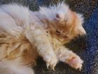 Персидский котик объявление продам