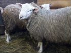 Баран, овца, ярка породы тексель объявление продам