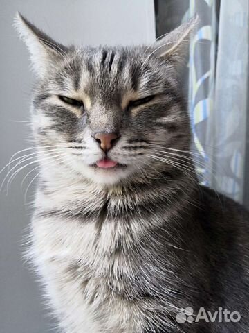 Вибрисы(усы) кошачьи