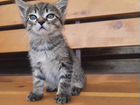 Котик сибирский в добрые ручки объявление продам