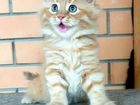 Чистокровный сибирский котенок. Продажа