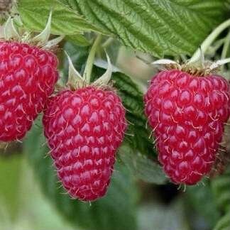 Саженцы малины