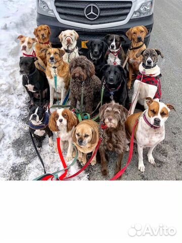 Домашняя передержка животных