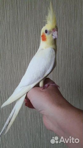 Корелла малыши домашнего разведения