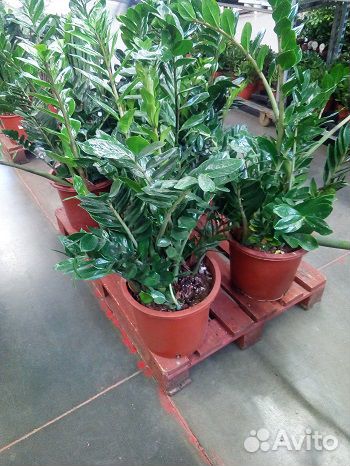 Замиокулкас 80-100 см