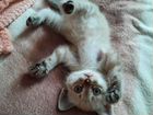Сиамские котята объявление продам
