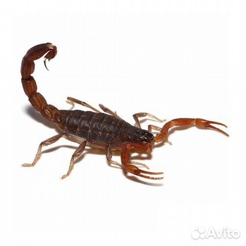 Скорпионы пауки птицееды тараканы муравьи фермы