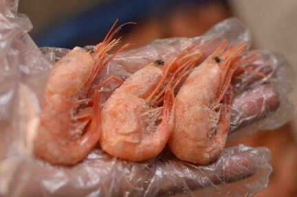 Креветка, крабы, лангустины, морепродукты опт