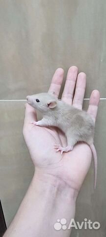 Крысята, крысы, крысы дамбо